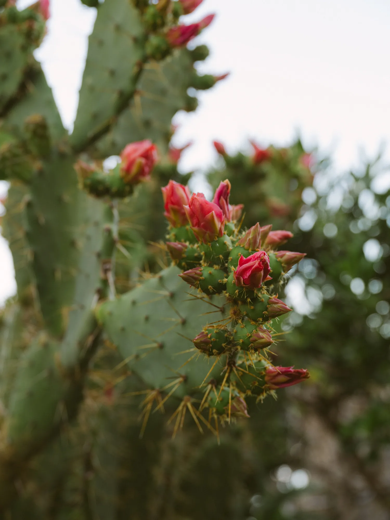 The photograph shows a close-up of a cactus plant with green spiky leaves and red flower buds.