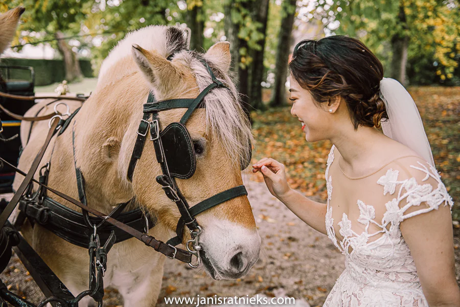 wedding horse