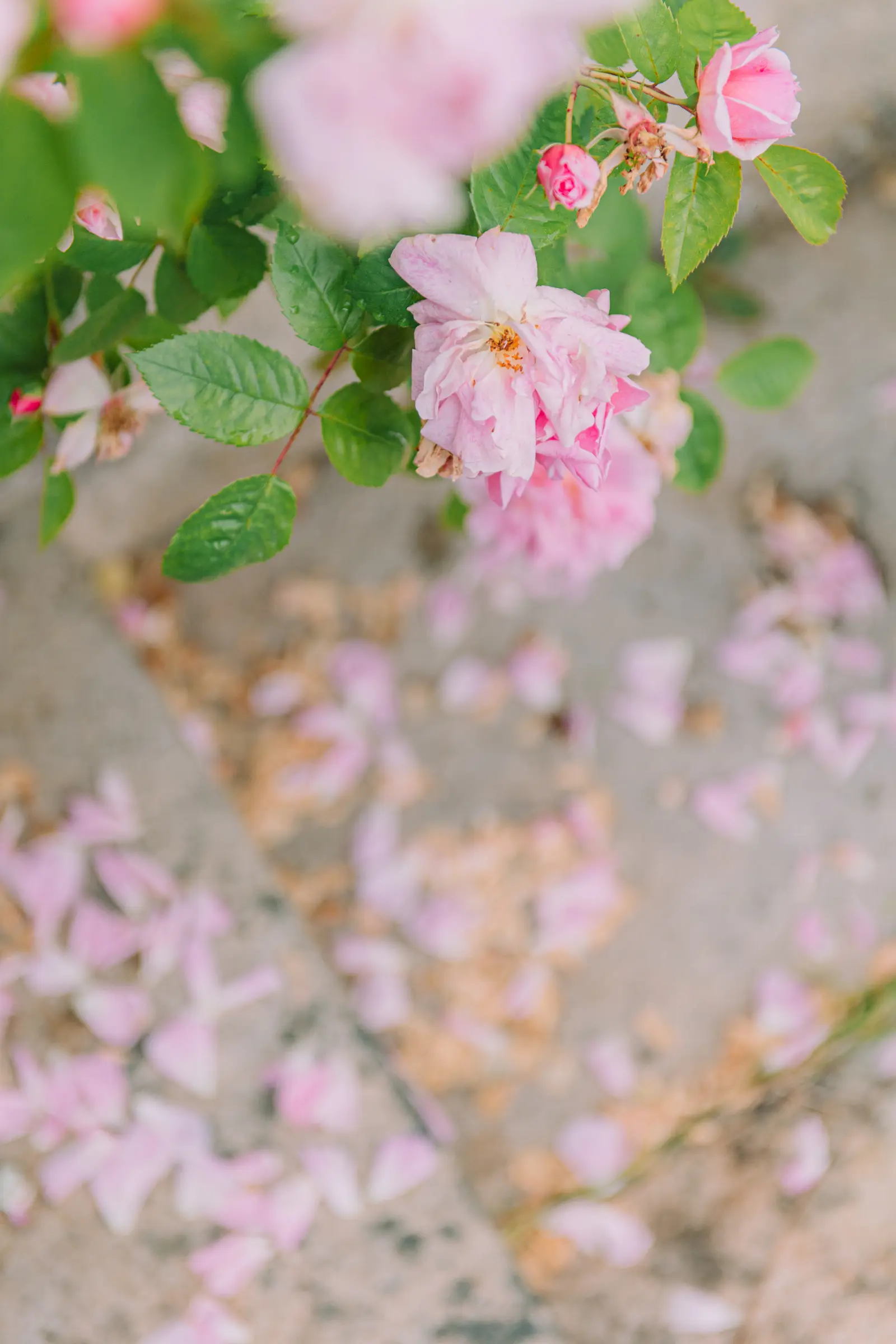 The tea ceremony and Chinese wedding traditions