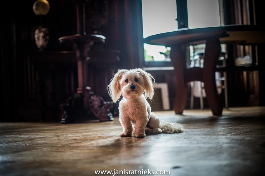white wedding dog