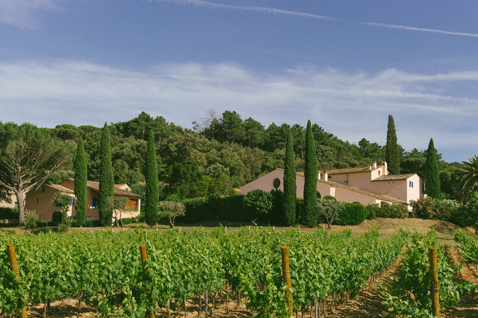 Wedding guests waiting under olive trees at vineyard in the South of France