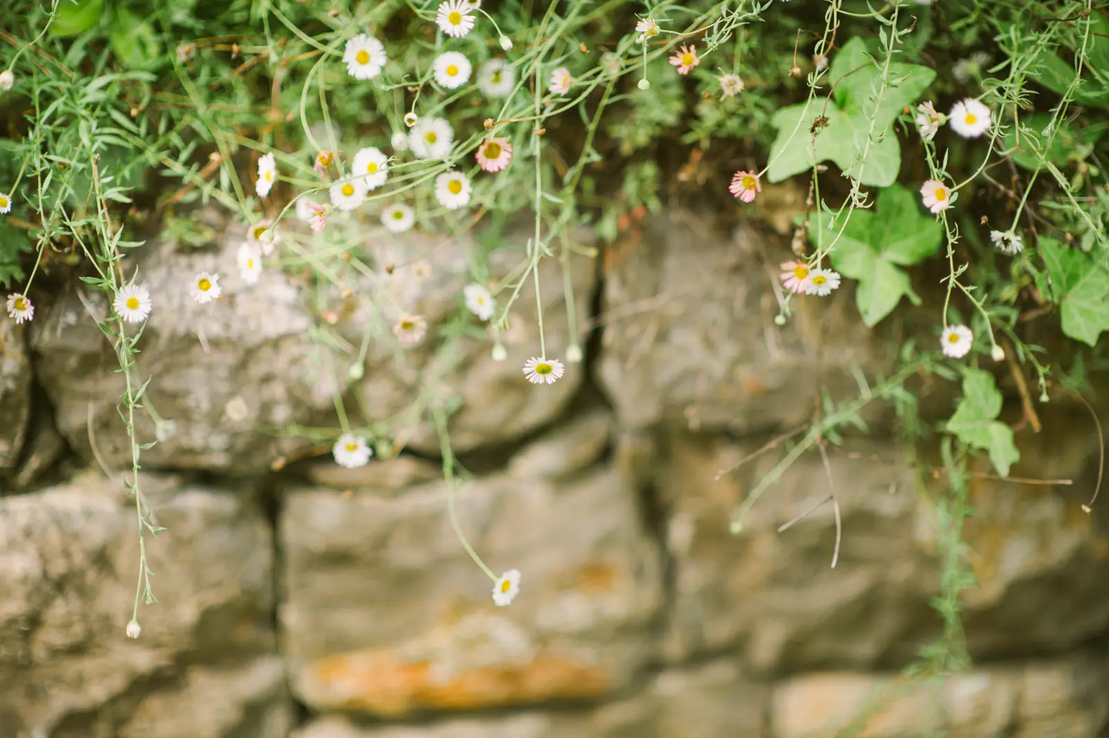 Catherine and Philip’s wedding portraits in the Provençal gardens near Mougins