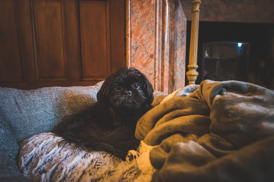 brides dog photographer