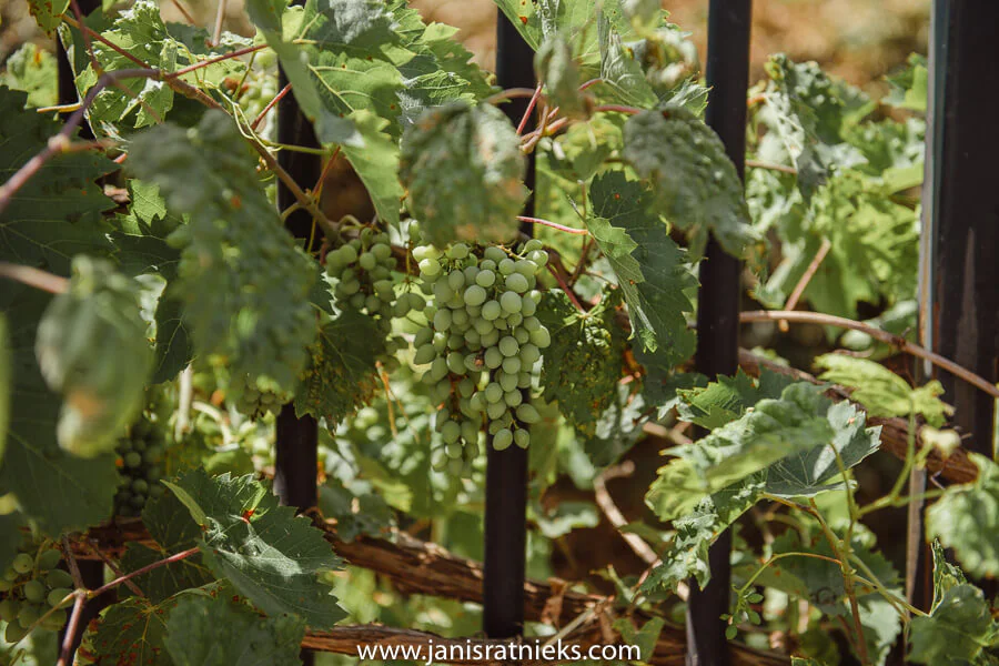 wedding in vineyards