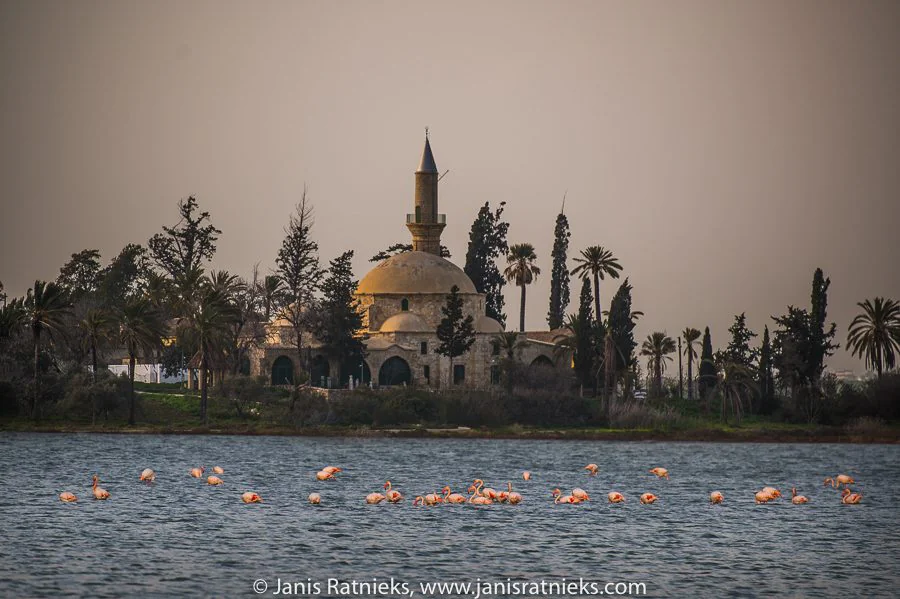 Larnaca flamingos