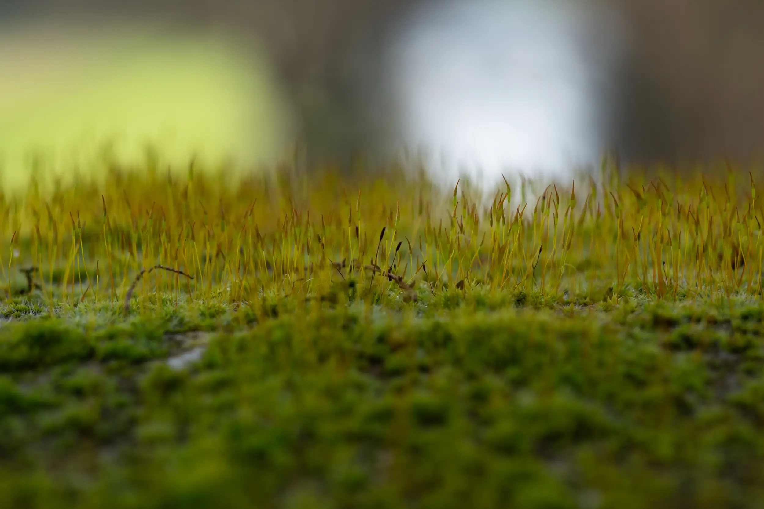 Nikkor Z 50mm 1.2 S close up shot