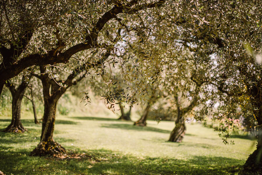 Winery wedding