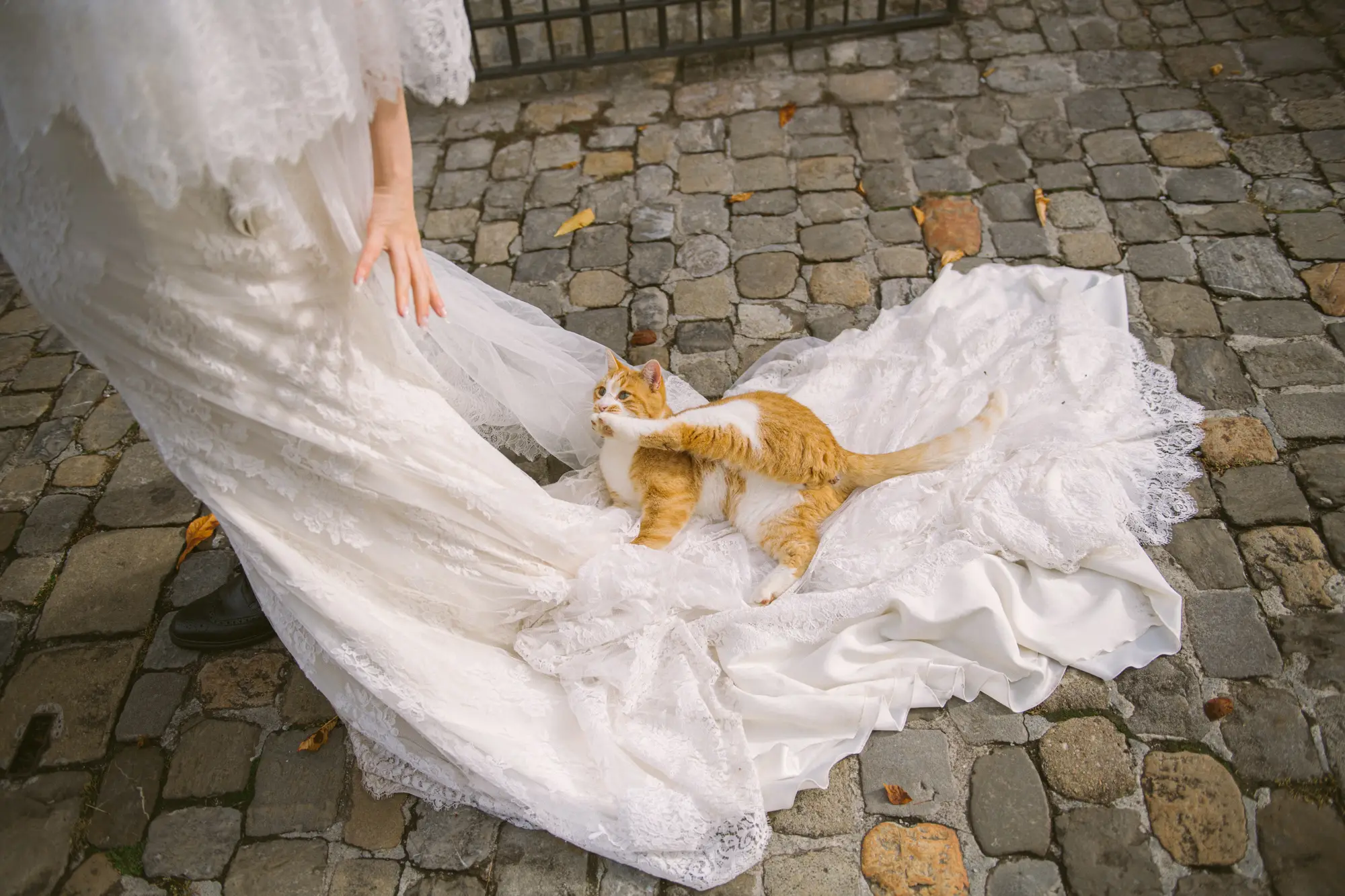 Switzerland pre-wedding photography: Wedding cat