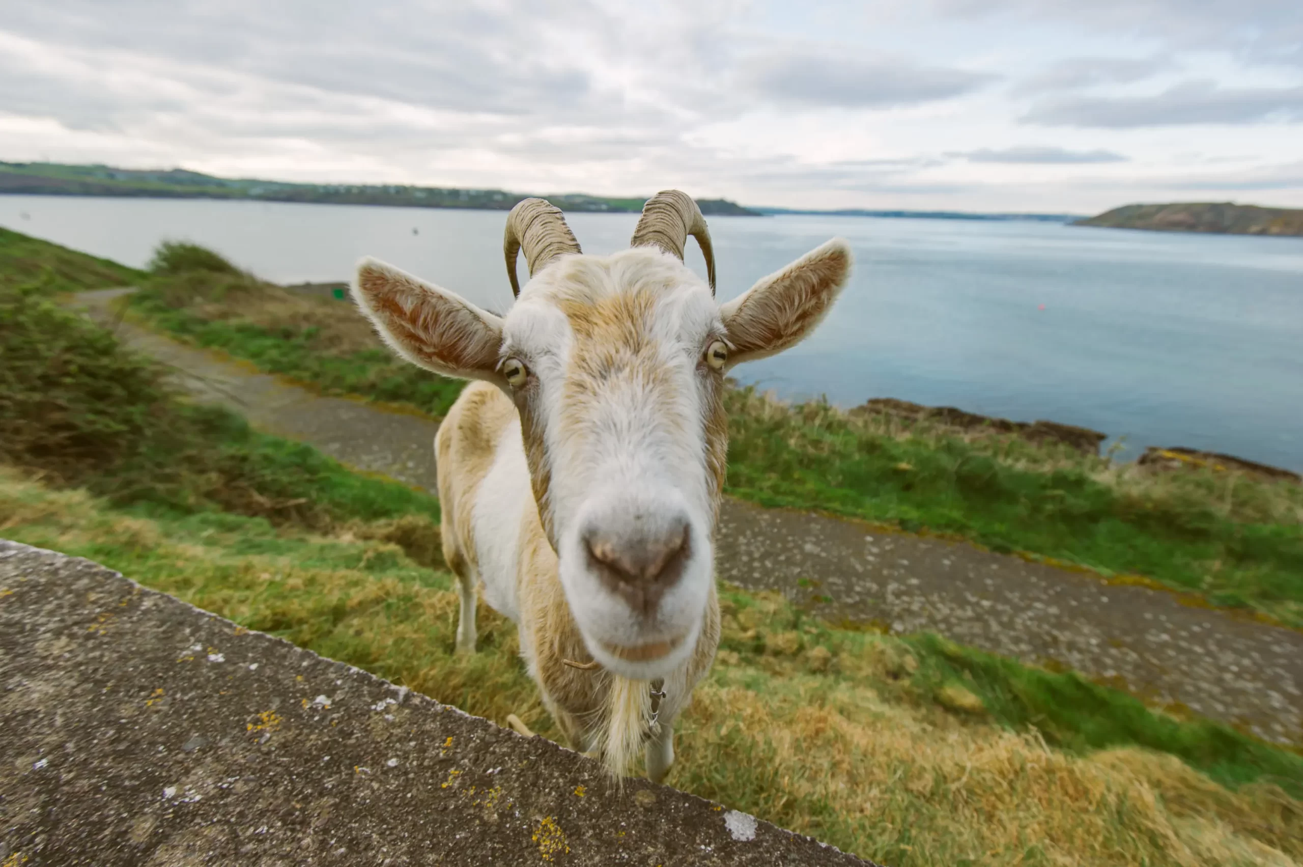 When the GOAT knows it's the GOAT of photography!