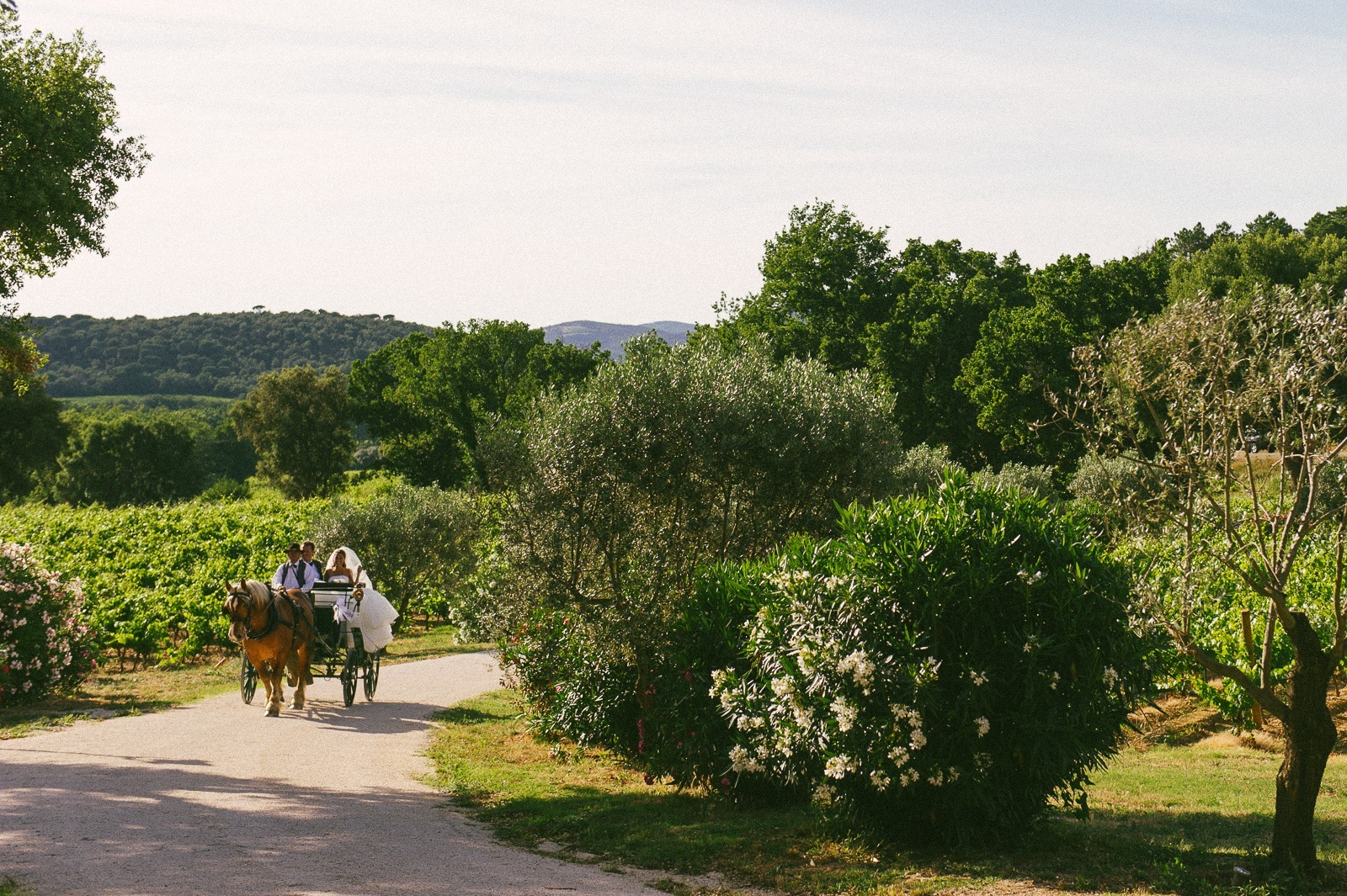 Bride walking towards ceremony under olive trees at vineyard near Saint-Tropez