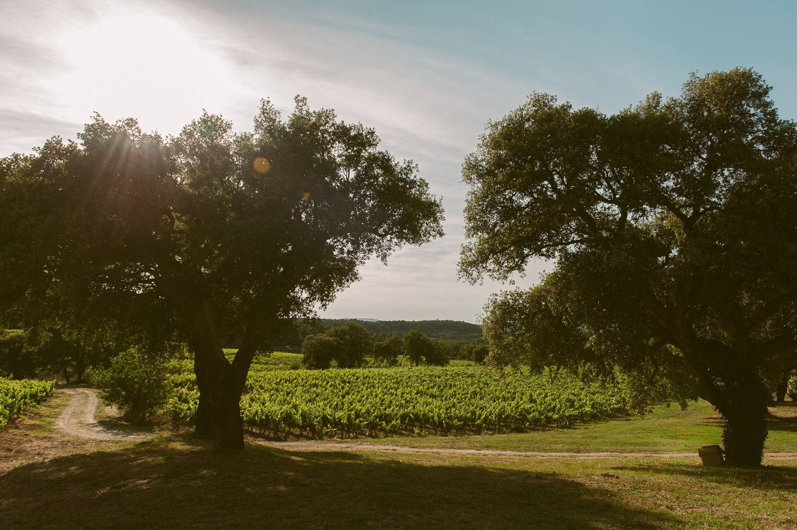 Evening light on vineyard and guests near Saint-Tropez