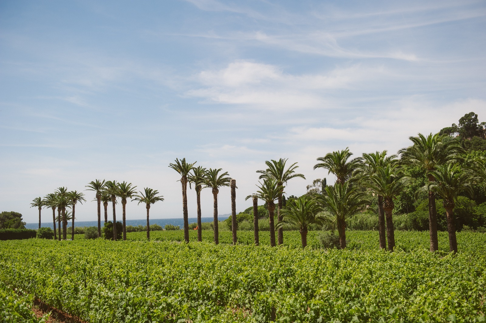 Road between vineyards leading towards the coast near Saint-Tropez