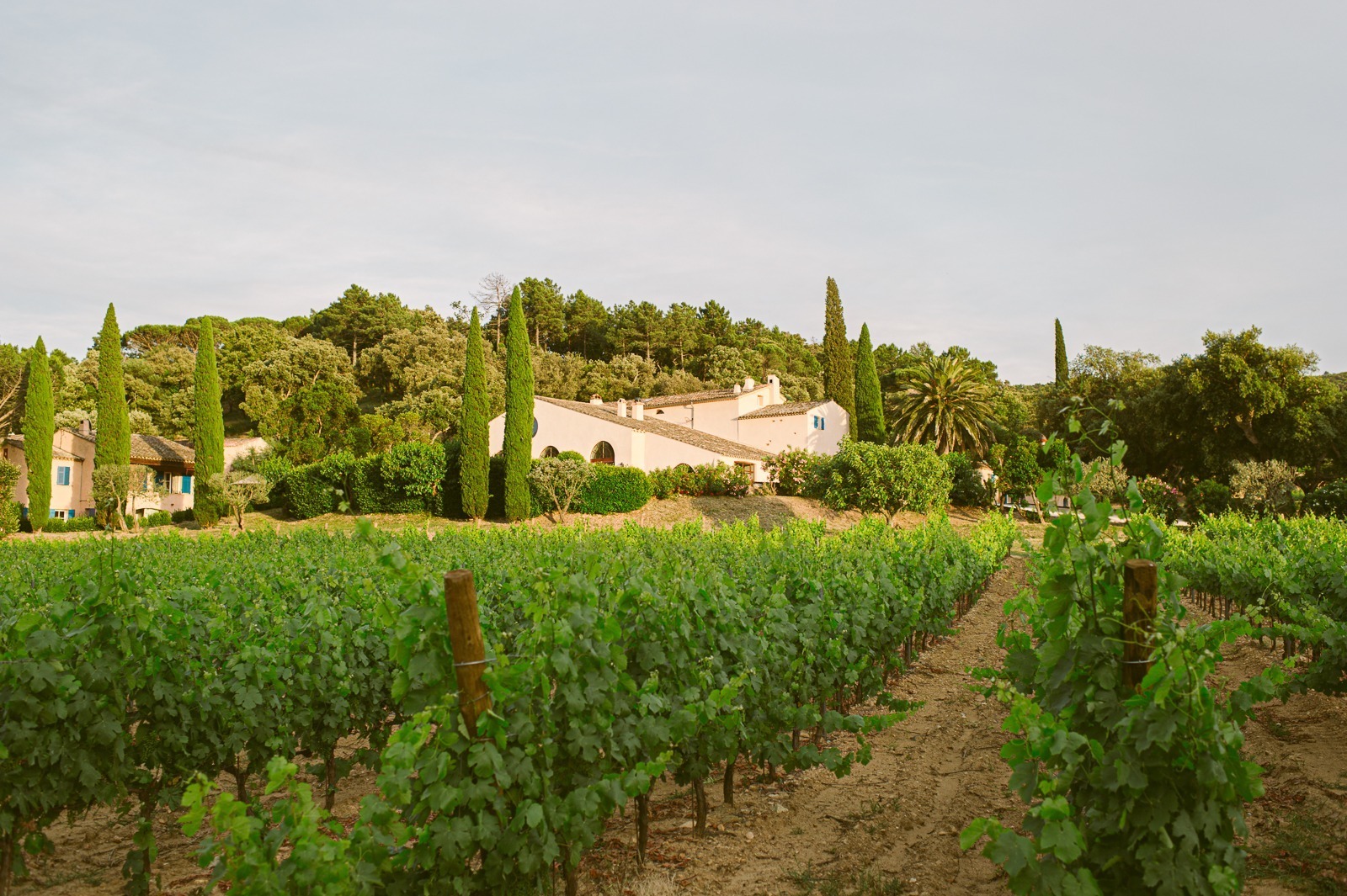 Last light over vineyard hills near Saint-Tropez after wedding